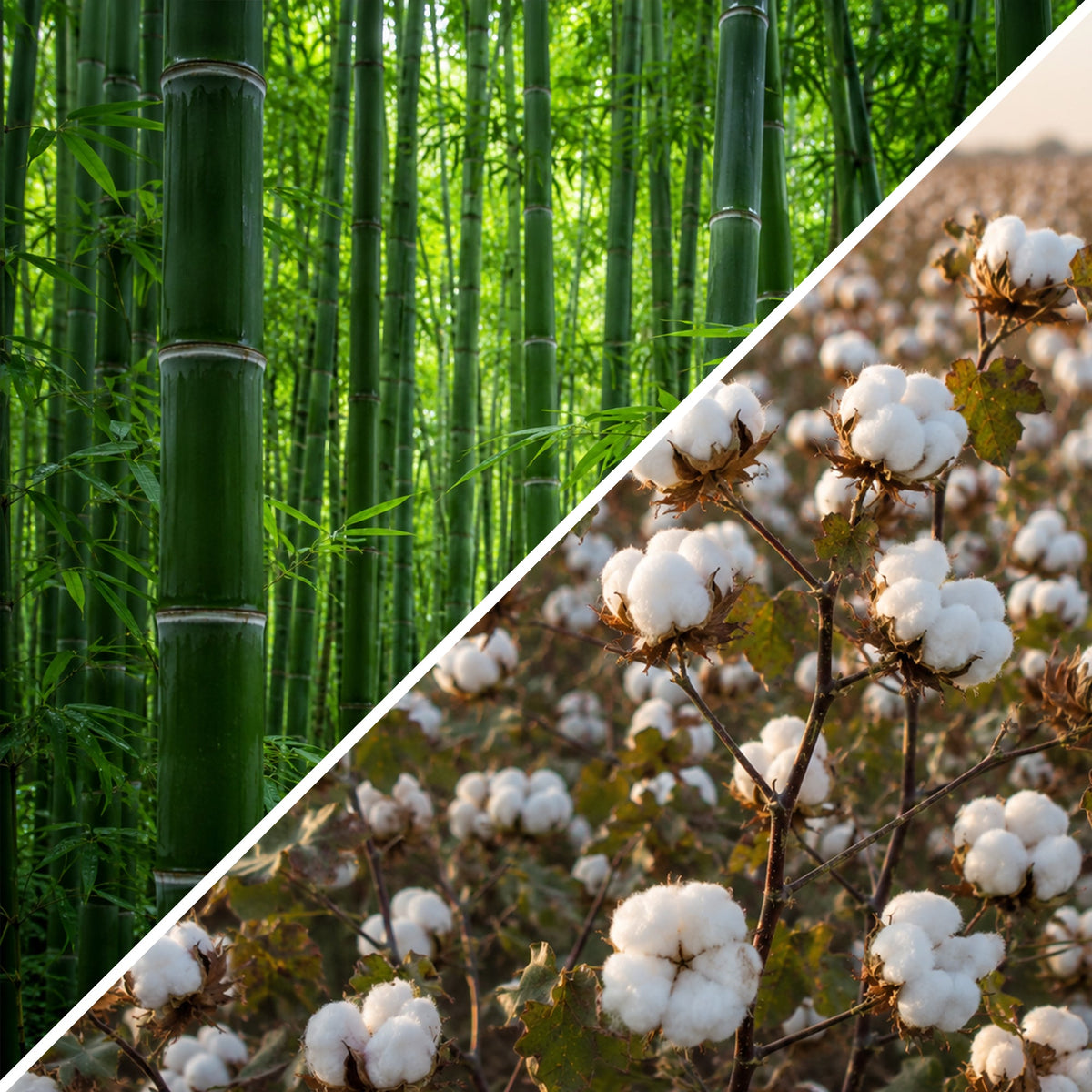 Bambu Çorap mı Pamuk Çorap mı? Karşılaştırma | GoWith